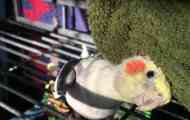 Parrot corella